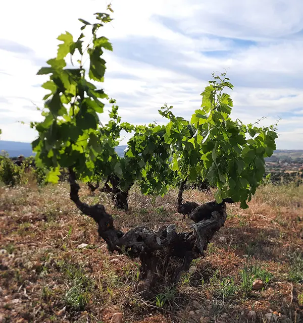 Viñas de Dominio del Noveno
