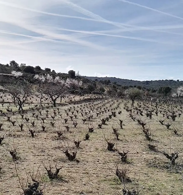Viñas y clima en Dominio del Noveno